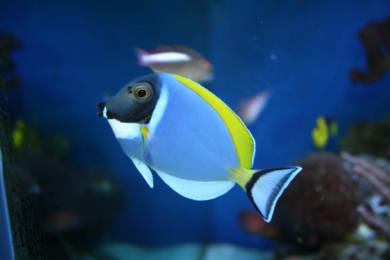 Yellow Tang Yellow Tang