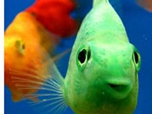 Yeşil balık resmi Yeşil balık resmi