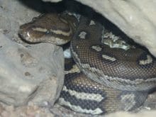 yilan resimleri yilan resimleri