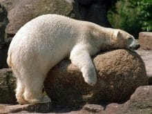 Yorgun ayı resmi Yorgun ayı resmi