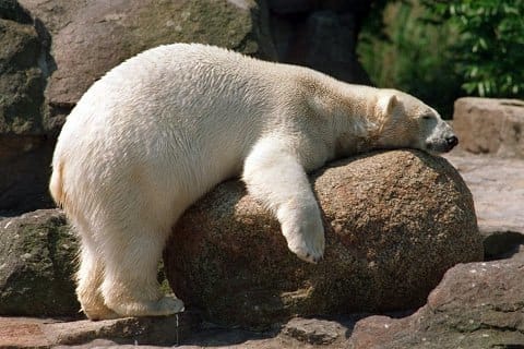 Yorgun ayı resmi Yorgun ayı resmi