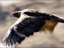 Yoz atmaca Yoz atmaca