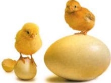 Yumurta üstünde civcivler Yumurta üstünde civcivler