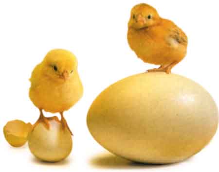 Yumurta üstünde civcivler Yumurta üstünde civcivler