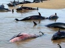 yunuslar icin kirmizi alarm_b