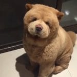 Chow Chow