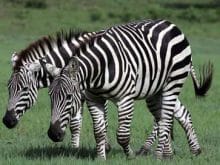 zebra camo zebra camo