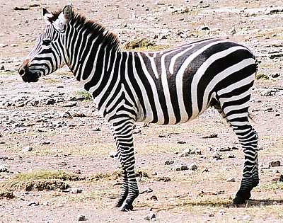 Zebra resimleri Zebra resimleri