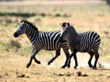 zebra_9 zebra_9