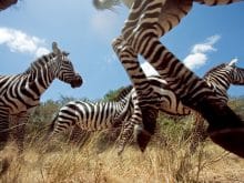 Zebraların göç resmi Zebraların göç resmi