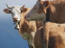 simental inek simental inek