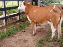 simental inek simental inek