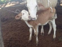 simental inek simental inek