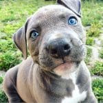 zouzougse20170916000818042